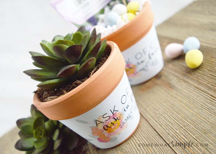 close up of two mini terra cotta pots with a cute printable wrapper on them.