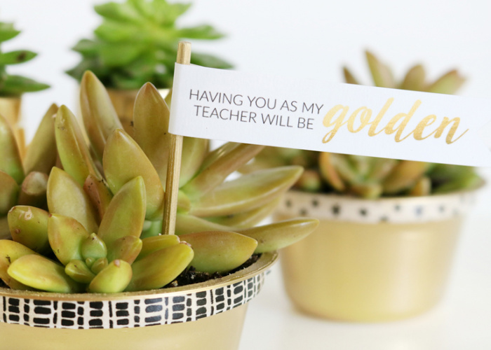 small succulents in gold container