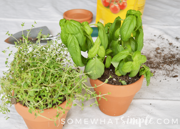 planting herbs