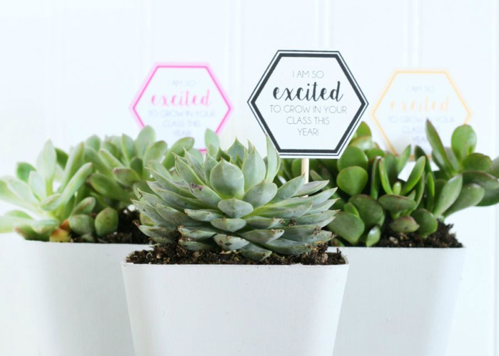 succulents in white pots